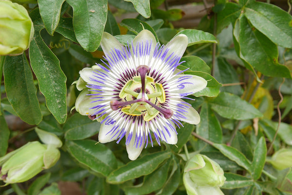 Passionflower for Irritability, Relaxation and a Deeper Sleep