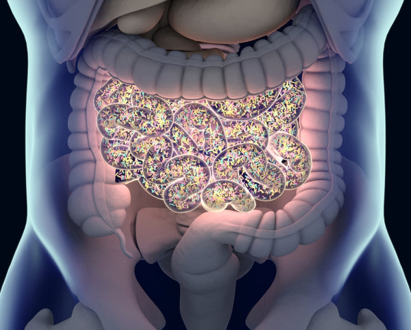 Gut with a bacteria overgrowth